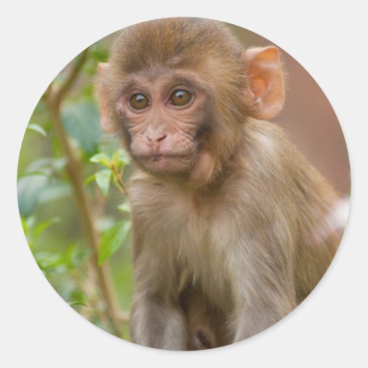 Rhesus Monkey Baby, Monkey Temple, Jaipur Ronde Sticker (Voorkant)