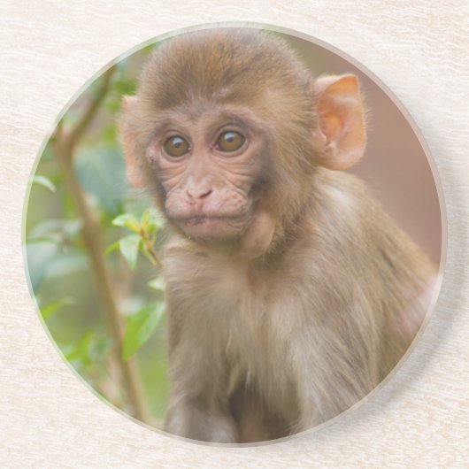 Rhesus Monkey Baby, Monkey Temple, Jaipur Zandsteen Onderzetter (Voorkant)