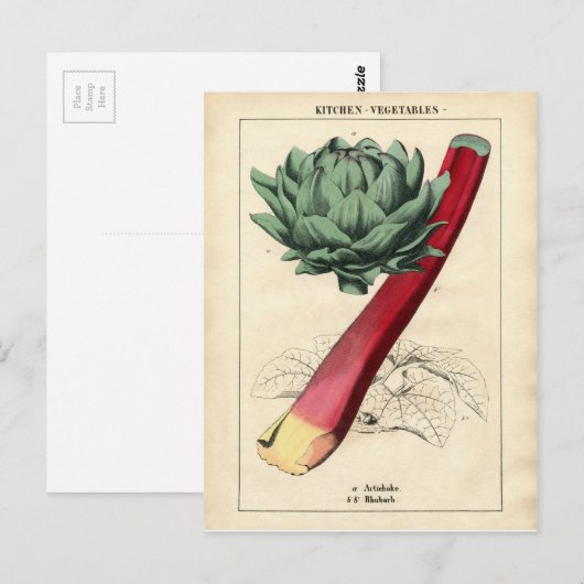  Rheubarb - Botanische afdruk Briefkaart (Voorkant / Achterkant)