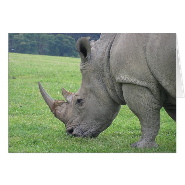 Rhino (Voorkant Horizontaal)