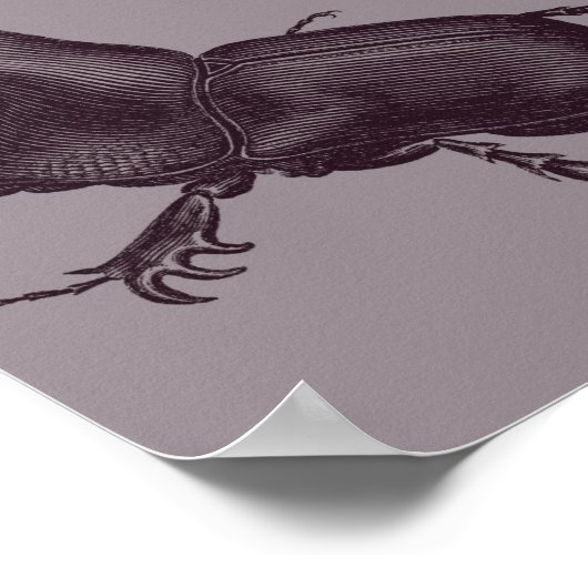 Rhino Beetle, Scarabeus Chorinaeus Poster (Hoek)