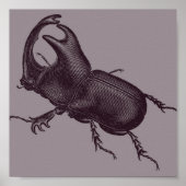 Rhino Beetle, Scarabeus Chorinaeus Poster (Voorkant)