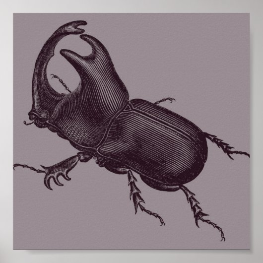 Rhino Beetle, Scarabeus Chorinaeus Poster (Voorkant)