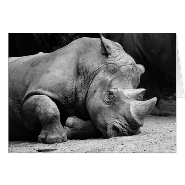 Rhino Black en White (Voorkant Horizontaal)
