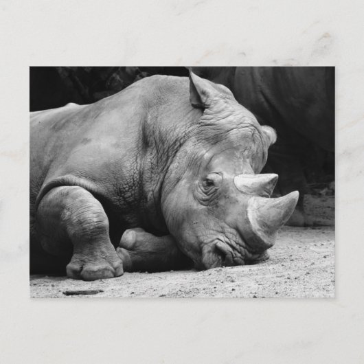 Rhino Black en White Briefkaart (Voorkant)