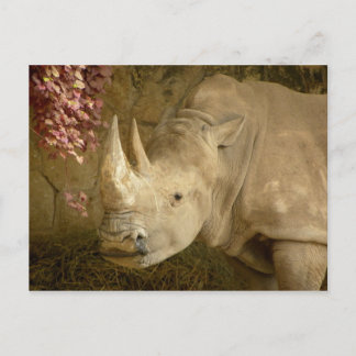 Rhino Briefkaart