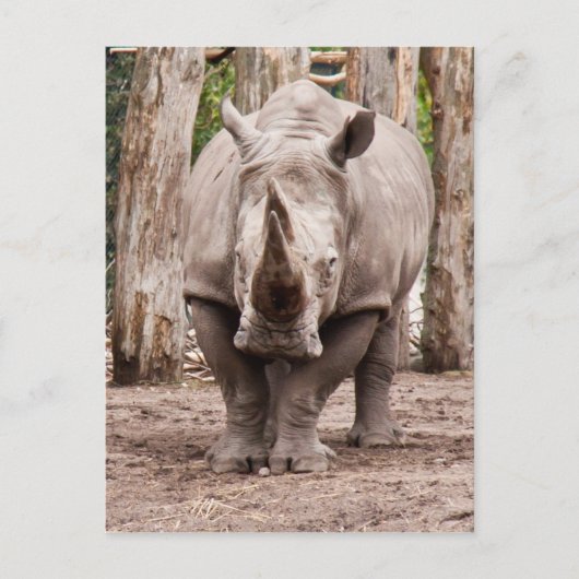 Rhino Briefkaart (Voorkant)