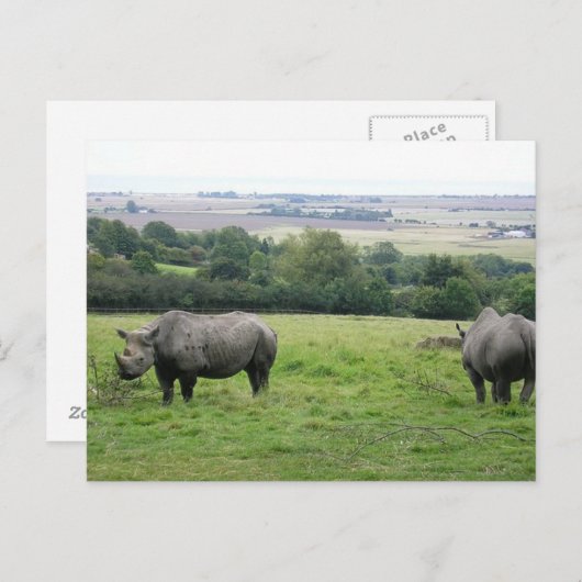 rhino briefkaart (Voorkant / Achterkant)