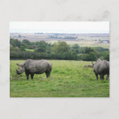 rhino briefkaart (Voorkant)