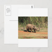 Rhino Briefkaart (Voorkant / Achterkant)