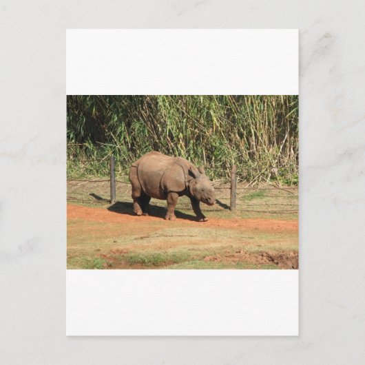 Rhino Briefkaart (Voorkant)