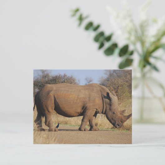 Rhino Briefkaart (Staand voorkant)