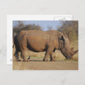 Rhino Briefkaart (Voorkant / Achterkant)