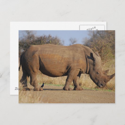 Rhino Briefkaart (Voorkant / Achterkant)