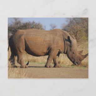 Rhino Briefkaart