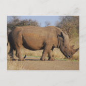 Rhino Briefkaart (Voorkant)