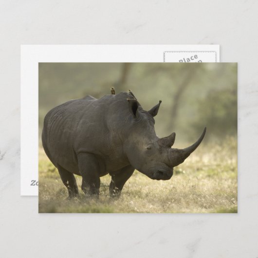 Rhino Briefkaart (Voorkant / Achterkant)