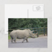 Rhino Briefkaart (Voorkant / Achterkant)