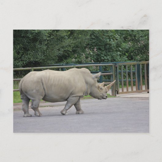 Rhino Briefkaart (Voorkant)