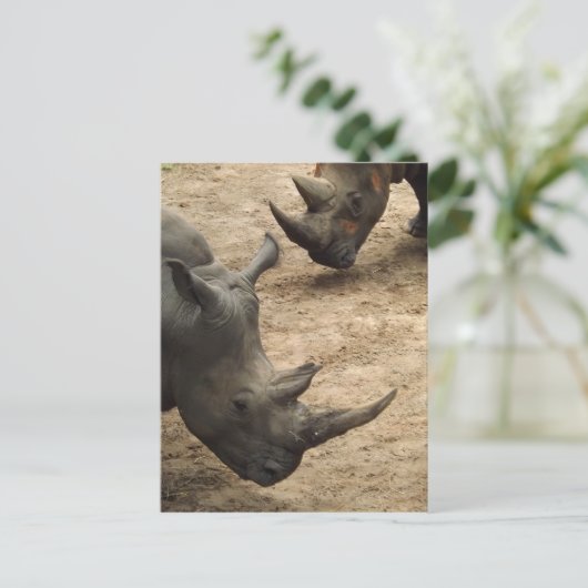 Rhino Briefkaart (Staand voorkant)