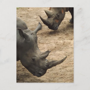 Rhino Briefkaart