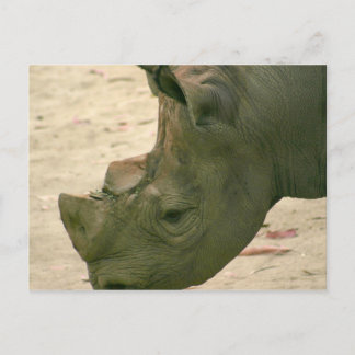 Rhino Briefkaart