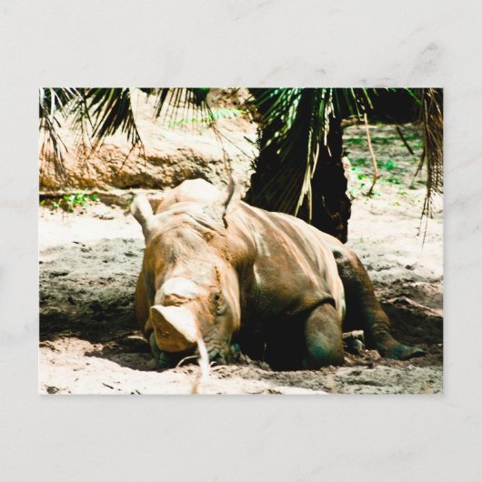 Rhino-Briefkaart Briefkaart (Voorkant)