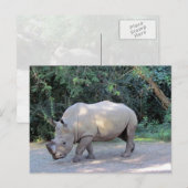 Rhino-Briefkaart Briefkaart (Voorkant / Achterkant)