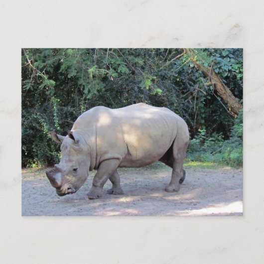 Rhino-Briefkaart Briefkaart (Voorkant)