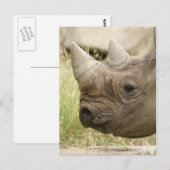 Rhino close-up briefkaart (Voorkant / Achterkant)