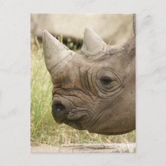 Rhino close-up briefkaart