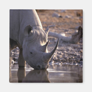 Rhino drink op een waterkering magneet