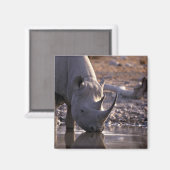 Rhino drink op een waterplaats magneet (Voorkant / Achterkant)