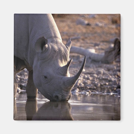 Rhino drink op een waterplaats magneet (Voorkant)