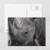 Rhino Facts Briefkaart (Voorkant / Achterkant)