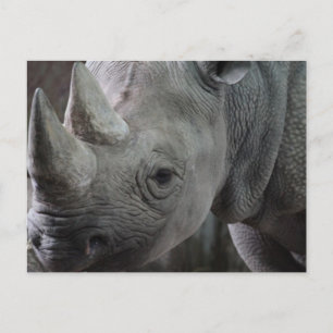Rhino Facts Briefkaart