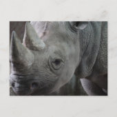 Rhino Facts Briefkaart (Voorkant)