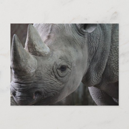 Rhino Facts Briefkaart (Voorkant)