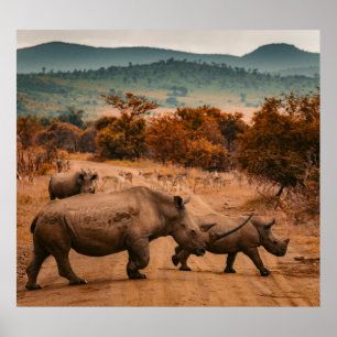 Rhino Family, Pilanesberg Reserve, Zuid-Afrika Poster