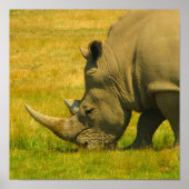 Rhino-fotoafdrukken Poster (Voorkant)