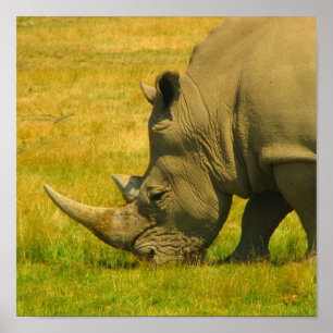 Rhino-fotoafdrukken Poster