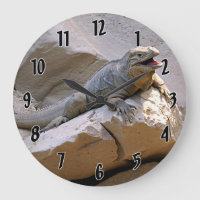 Rhino Iguana