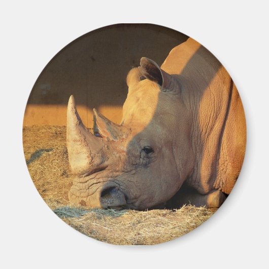 Rhino in Sunset Magnet (Voorkant)