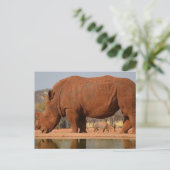 Rhino met modder op de huid briefkaart (Staand voorkant)