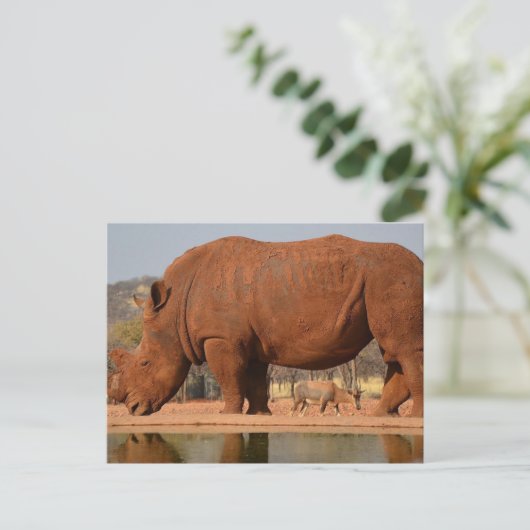 Rhino met modder op de huid briefkaart (Staand voorkant)