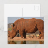 Rhino met modder op de huid briefkaart (Voorkant / Achterkant)