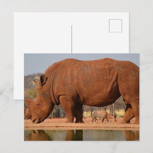 Rhino met modder op de huid briefkaart (Voorkant / Achterkant)