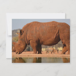 Rhino met modder op de huid briefkaart