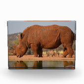 Rhino met modder op de huid foto (Voorkant)