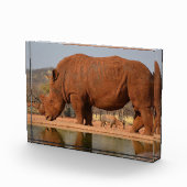 Rhino met modder op de huid foto (Rechts)